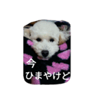 舞鶴弁クリ（個別スタンプ：11）