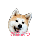 秋田犬 種ちゃん（個別スタンプ：1）