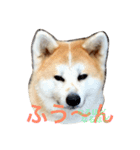 秋田犬 種ちゃん（個別スタンプ：2）