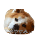 秋田犬 種ちゃん（個別スタンプ：3）