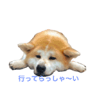 秋田犬 種ちゃん（個別スタンプ：4）