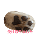 秋田犬 種ちゃん（個別スタンプ：5）