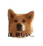 秋田犬 種ちゃん（個別スタンプ：6）