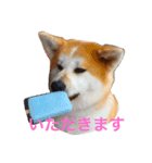 秋田犬 種ちゃん（個別スタンプ：7）