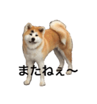 秋田犬 種ちゃん（個別スタンプ：8）