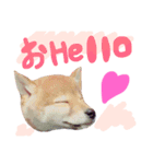柴犬めりのおねんねスタンプ（個別スタンプ：1）