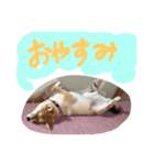 柴犬めりのおねんねスタンプ（個別スタンプ：2）