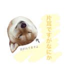 柴犬めりのおねんねスタンプ（個別スタンプ：3）