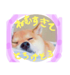 柴犬めりのおねんねスタンプ（個別スタンプ：4）