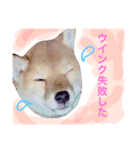柴犬めりのおねんねスタンプ（個別スタンプ：5）