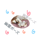 柴犬めりのおねんねスタンプ（個別スタンプ：8）