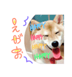 柴犬めりのおねんねスタンプ（個別スタンプ：9）