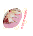 柴犬めりのおねんねスタンプ（個別スタンプ：10）