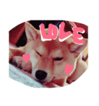 柴犬めりのおねんねスタンプ（個別スタンプ：11）