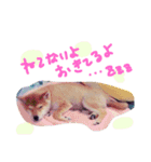 柴犬めりのおねんねスタンプ（個別スタンプ：12）