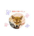 柴犬めりのおねんねスタンプ（個別スタンプ：13）