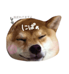 柴犬めりのおねんねスタンプ（個別スタンプ：15）