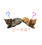 える＆こまめ（個別スタンプ：5）