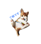 ねこといぬのすたんぷ（個別スタンプ：1）