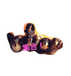 ねこといぬのすたんぷ（個別スタンプ：2）