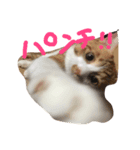 ねこといぬのすたんぷ（個別スタンプ：3）
