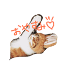 ねこといぬのすたんぷ（個別スタンプ：4）