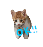 ねこといぬのすたんぷ（個別スタンプ：7）