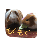 maro＆poh（個別スタンプ：3）