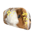 maro＆poh（個別スタンプ：4）