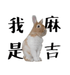 I'm MAJI（個別スタンプ：1）