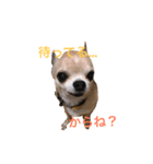 じんべいはちわわ（個別スタンプ：1）