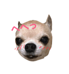 じんべいはちわわ（個別スタンプ：2）