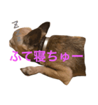 じんべいはちわわ（個別スタンプ：3）