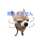じんべいはちわわ（個別スタンプ：4）