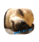 じんべいはちわわ（個別スタンプ：5）