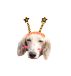 Dubby the hotdog（個別スタンプ：3）