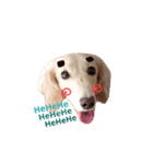 Dubby the hotdog（個別スタンプ：5）