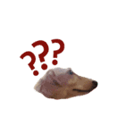 Dubby the hotdog（個別スタンプ：7）