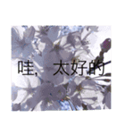 nature chinese（個別スタンプ：23）