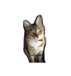 私の猫ミーちゃん（個別スタンプ：1）