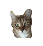 私の猫ミーちゃん（個別スタンプ：5）