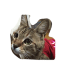 私の猫ミーちゃん（個別スタンプ：6）