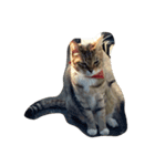 私の猫ミーちゃん（個別スタンプ：8）
