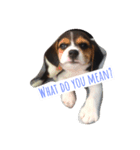 Scrub is dog.（個別スタンプ：1）