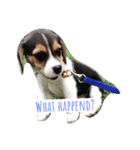 Scrub is dog.（個別スタンプ：2）