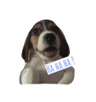 Scrub is dog.（個別スタンプ：5）