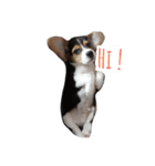 Scrub is dog.（個別スタンプ：6）