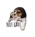 Scrub is dog.（個別スタンプ：8）