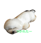 noenoe（個別スタンプ：6）