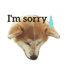 秋田犬 蘭 1（個別スタンプ：1）